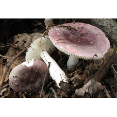 Мицелий Сыроежки ломкой (Russula fragilis)